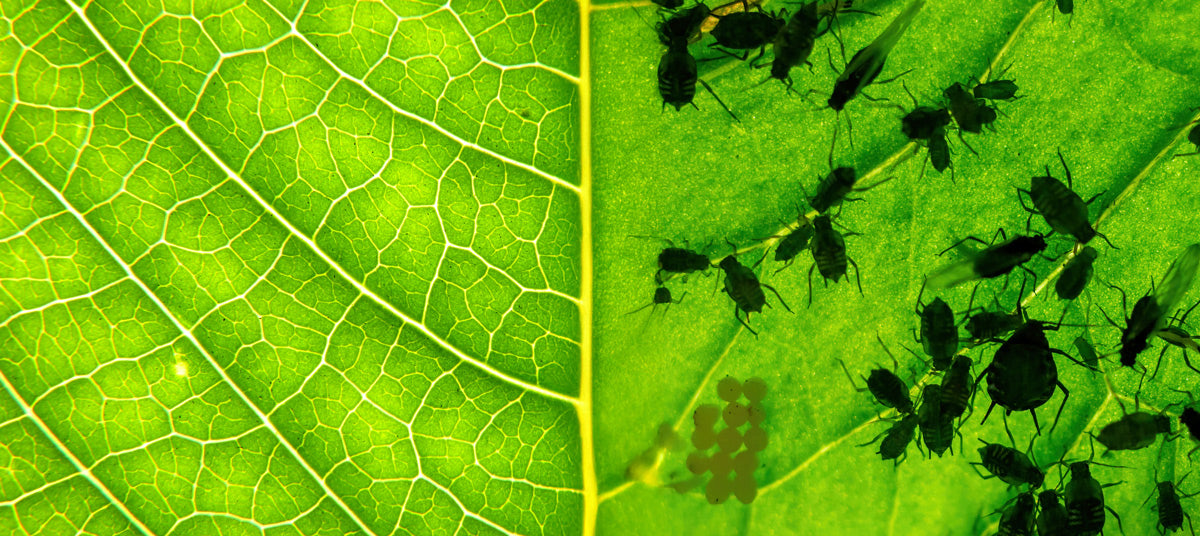Biological Pest Control: The Key to Combating Pesticide Resistance in Agriculture