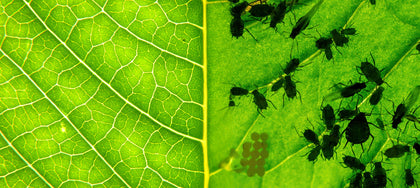 Biological Pest Control: The Key to Combating Pesticide Resistance in Agriculture