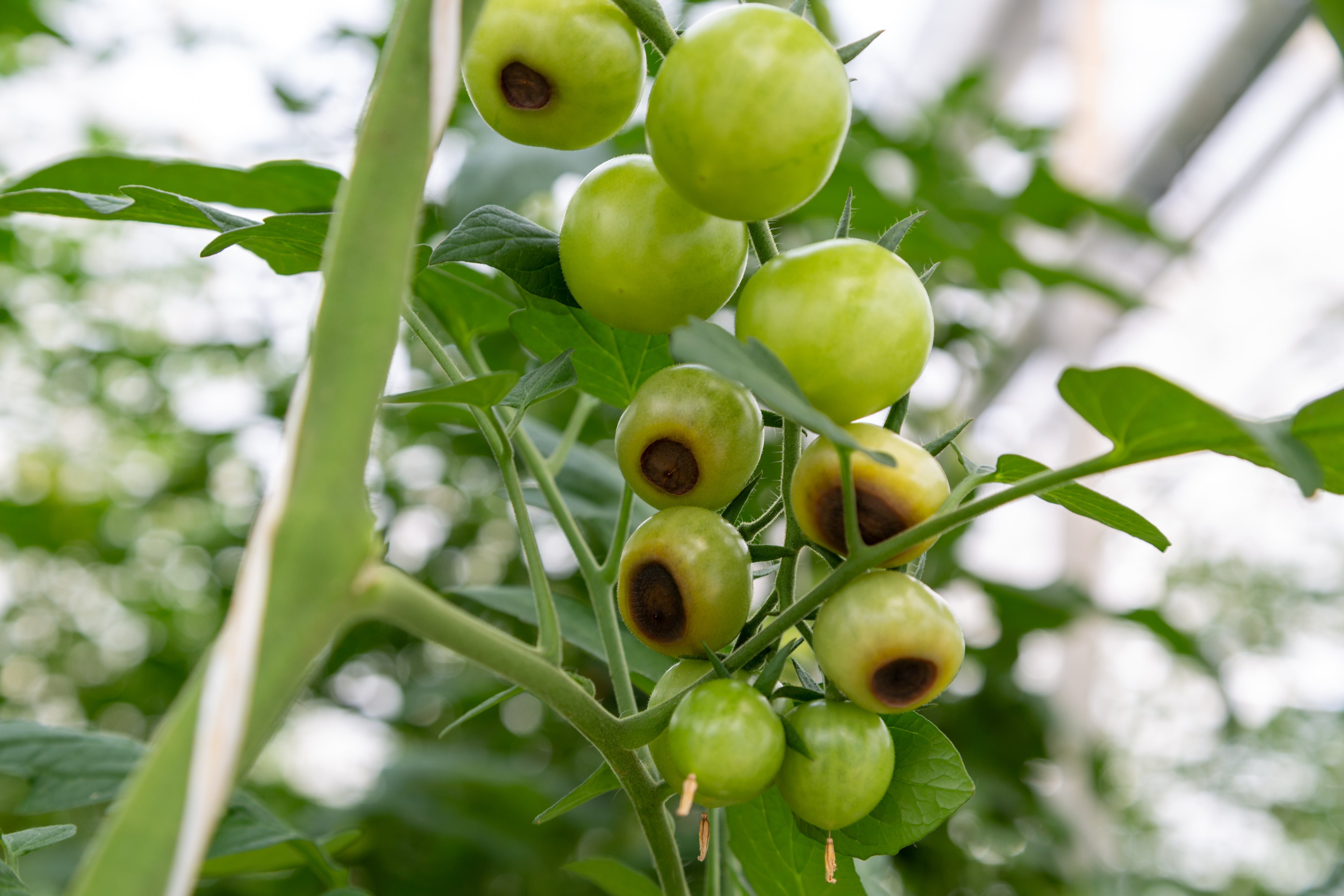 The Complete Guide to Calcium Fertilizers: Types, Benefits, and How to Use Them