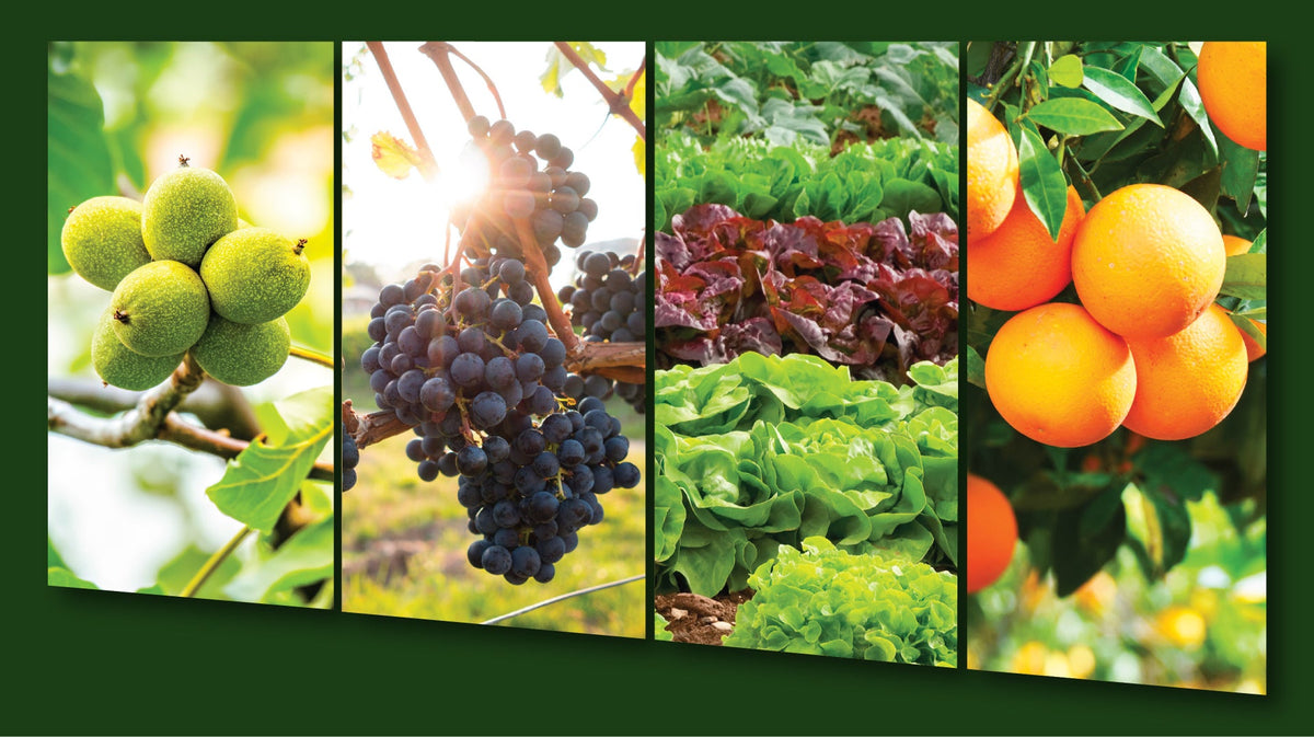 Trilogy® Fungicide & Insecticide | Organic Neem Oil Crop Protection ...